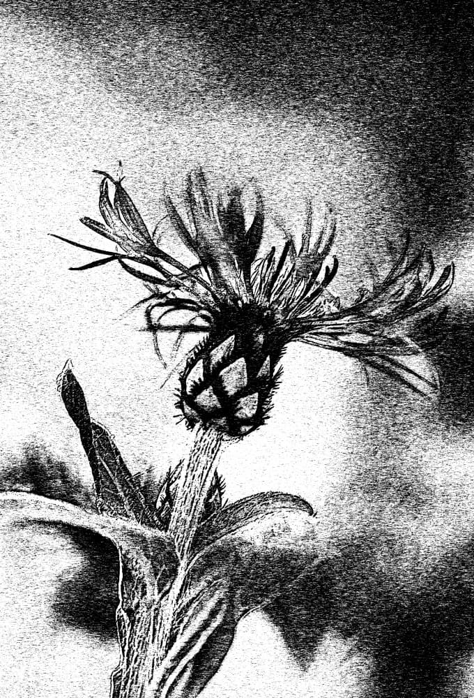 Delicate Flower Sketch by Ylva Sjögren — canvas wall art
