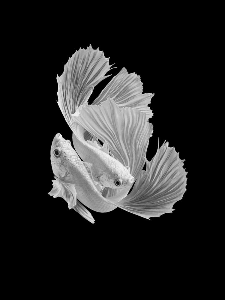 Betta Fish Dance by Andi Halil — canvas wall art