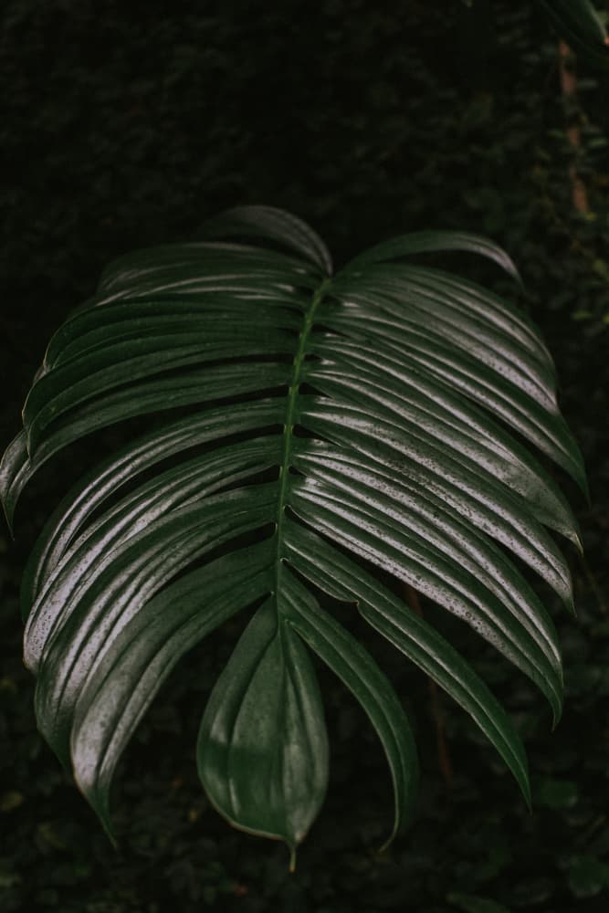 Dark Tropical Leaf by Claudia Casal — canvas wall art