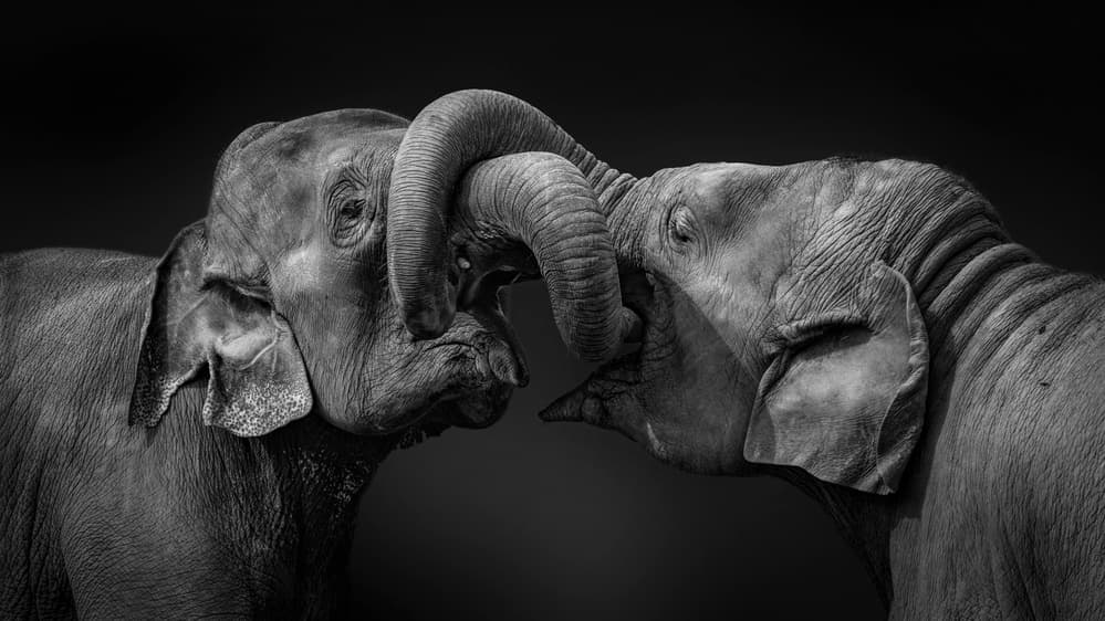 Tender Elephant Bond by Jealousy — canvas wall art