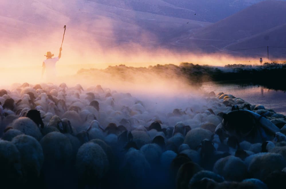Shepherd's Misty Morning by Emir Bagci — canvas wall art