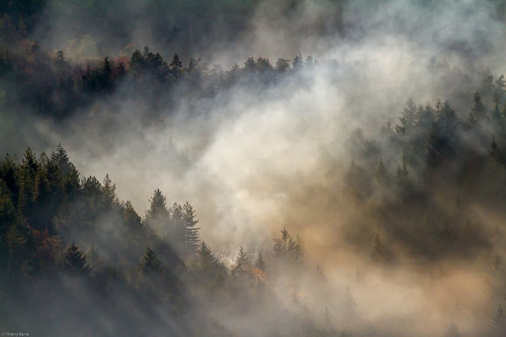 Misty Forest Sunbeams by Barré Thierry — canvas wall art