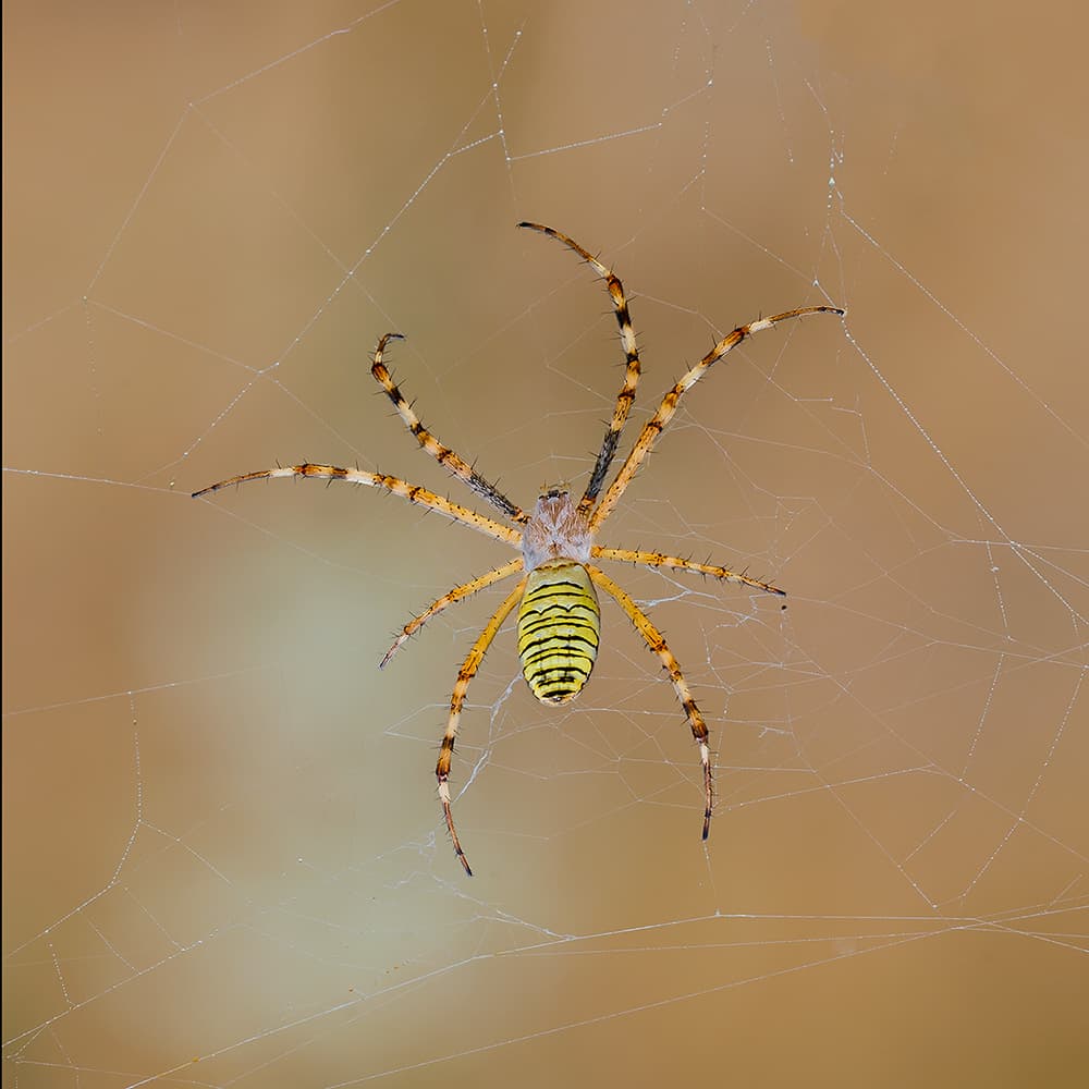 Vibrant Wasp Spider Web by Roberto Marini — canvas wall art