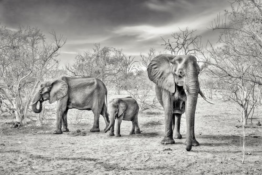 African Elephant Family by Piet Flour — canvas wall art