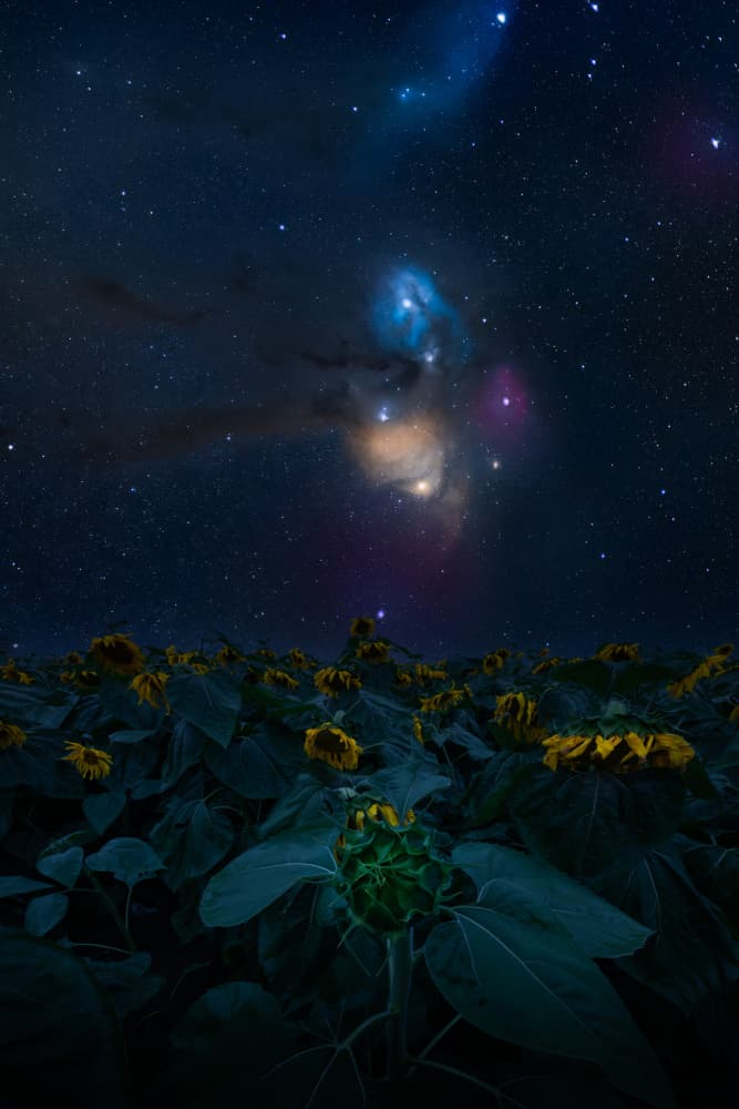 Cosmic Sunflowers At Night by Simoon — canvas wall art