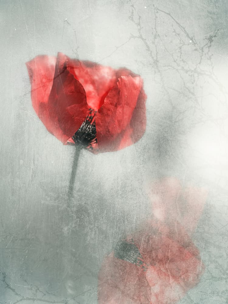 Vintage Red Poppy by Desislava Ignatova — canvas wall art
