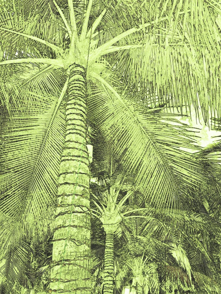 Lush Green Palms by Santhosh ch — canvas wall art