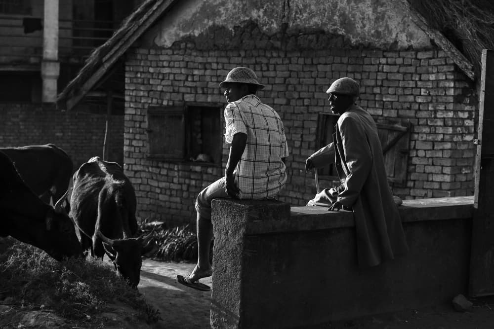 Village Men and Cattle by Gina Buliga — canvas wall art