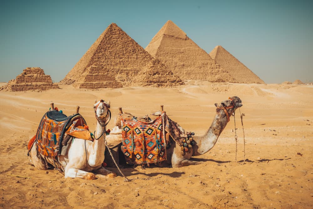 Giza Pyramids and Camels by Nagy Karoly — canvas wall art