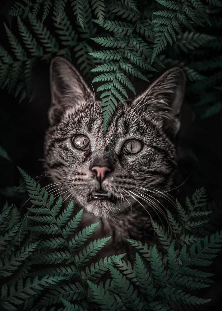 Wild Cat Among Ferns by Ariz Rab — canvas wall art