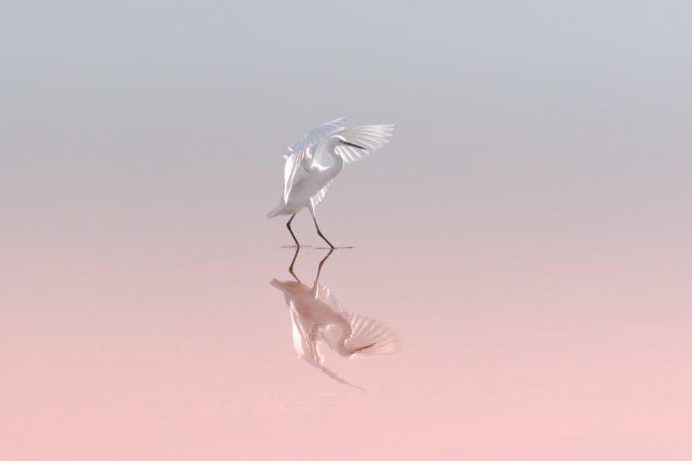 Pink Water Egret Reflection by Natalia Rublina — canvas wall art