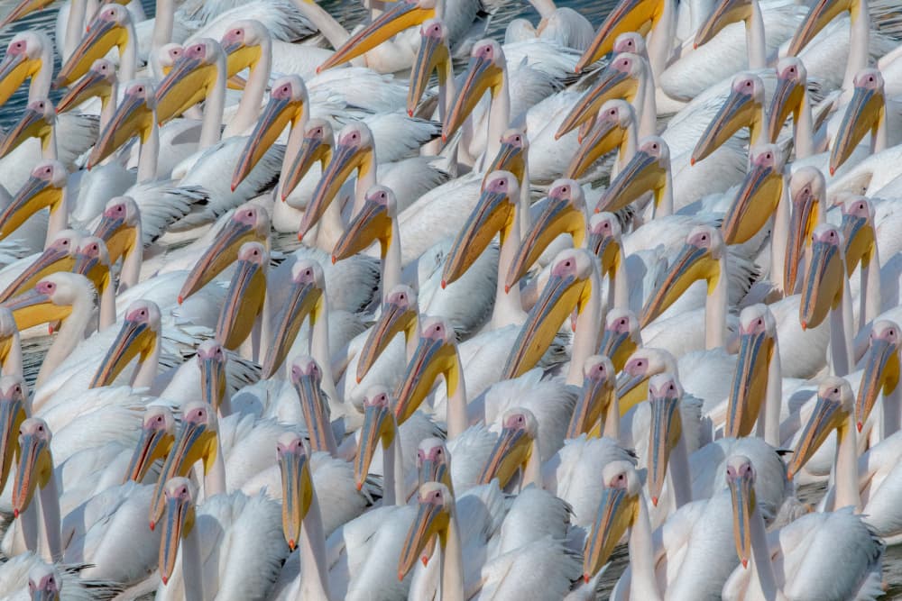 Great White Pelicans by Natalia Rublina — canvas wall art