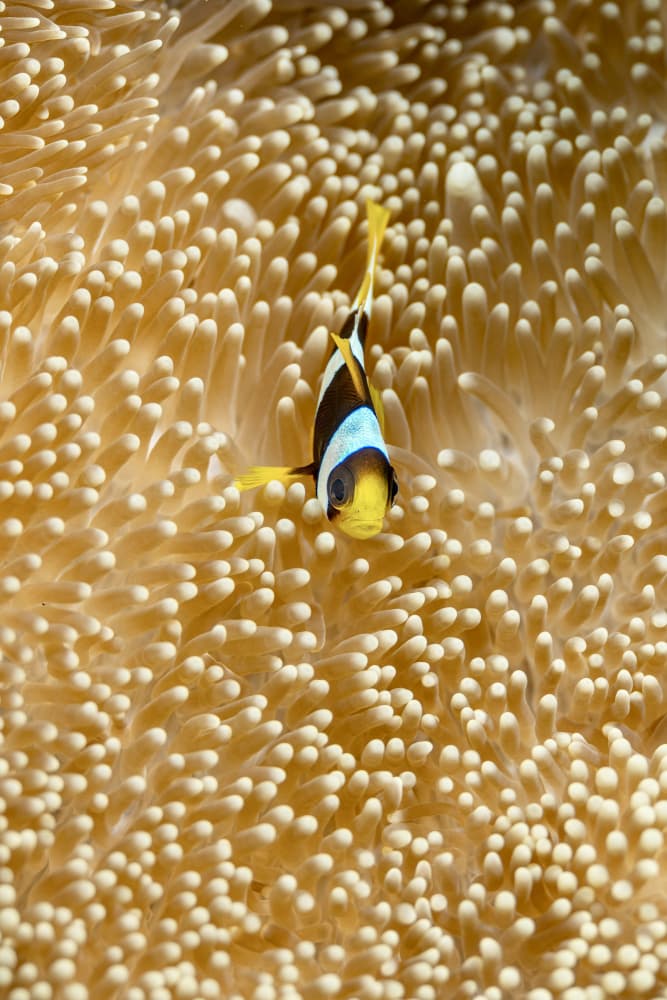 Vibrant Clownfish Home by Serge Melesan — canvas wall art