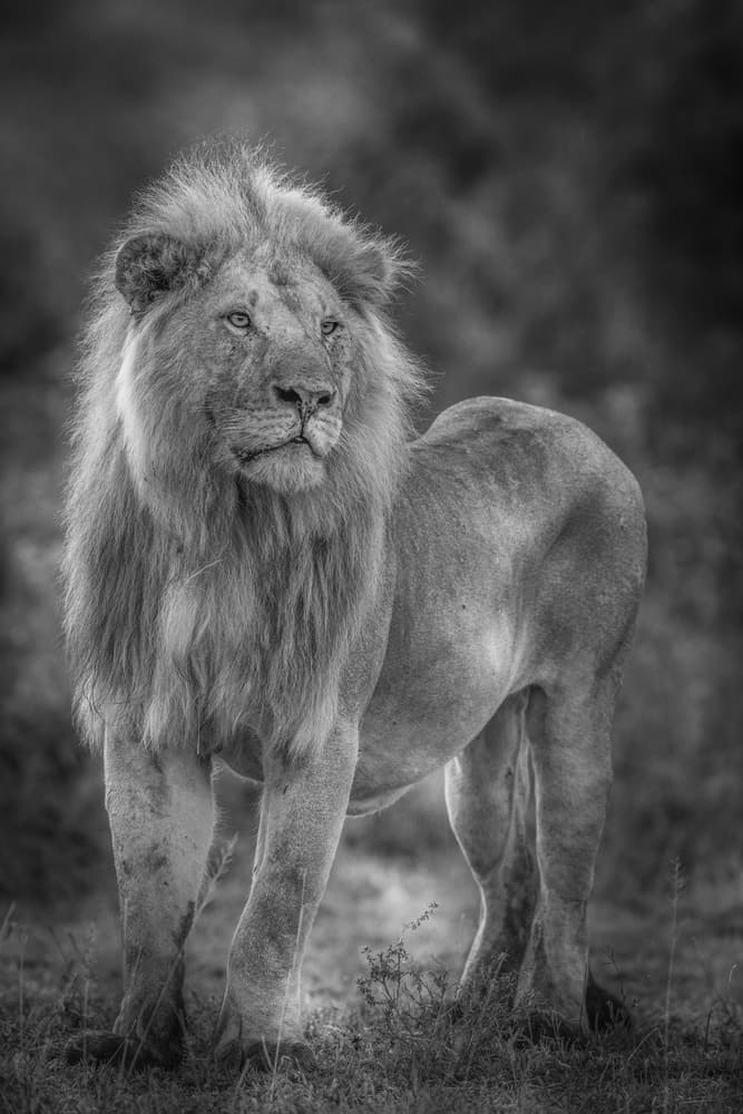 Majestic African Lion by Jeffrey C. Sink — canvas wall art