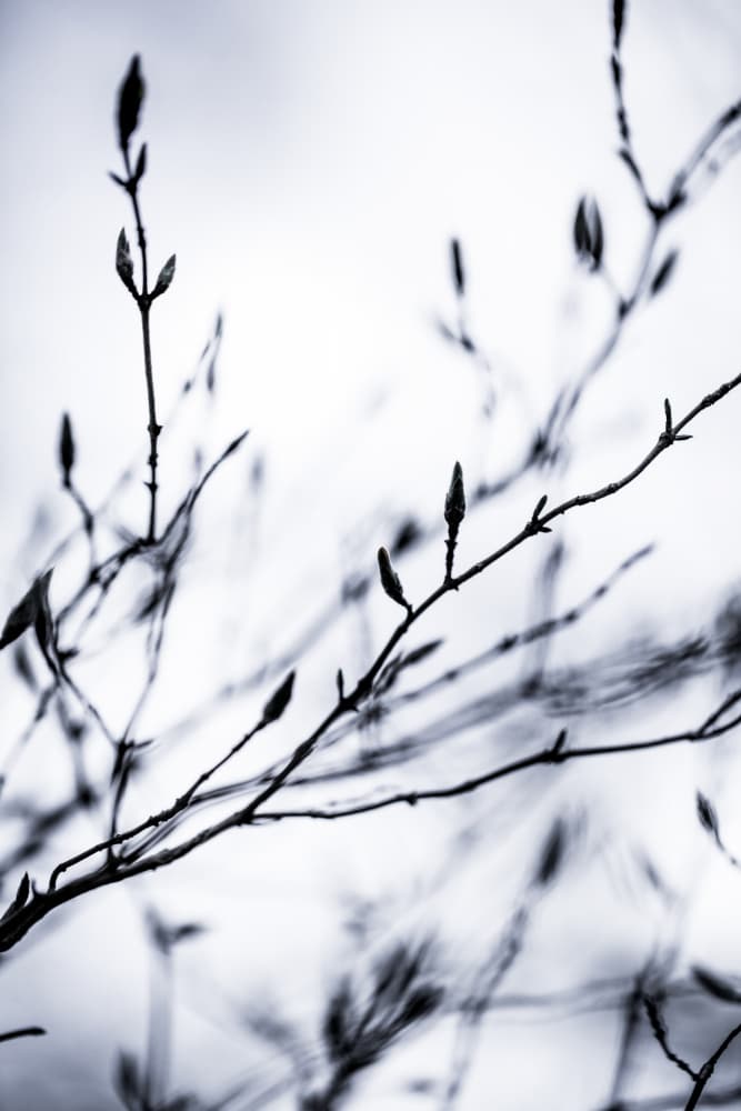 Winter Branches 2 by Mareike Böhmer — canvas wall art
