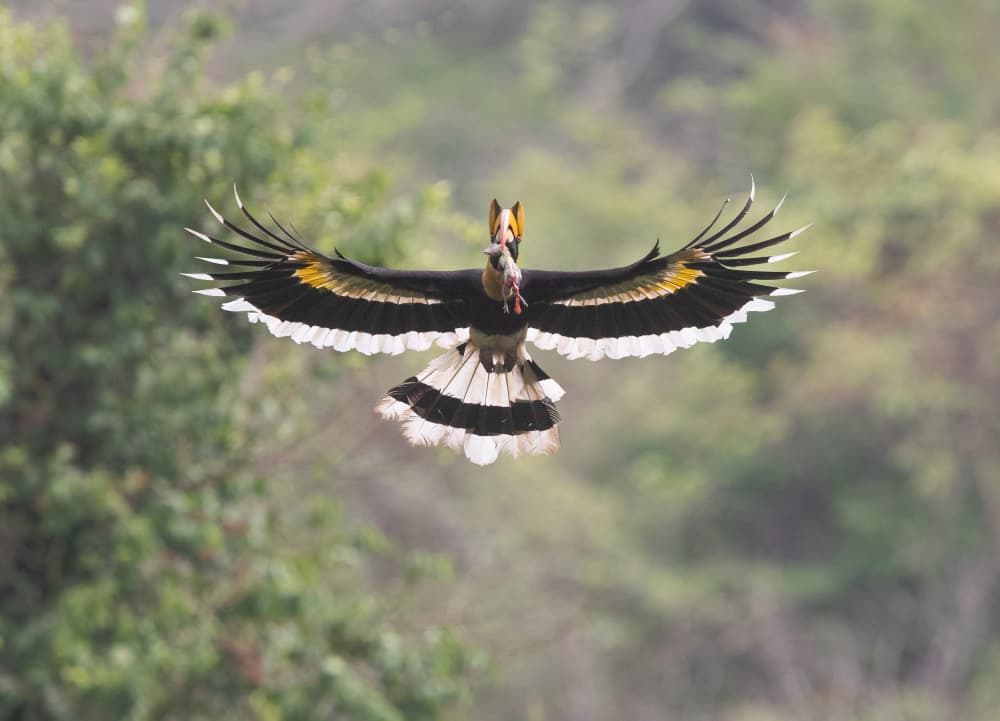 Majestic Hornbill Flight by Cheng Chang — canvas wall art