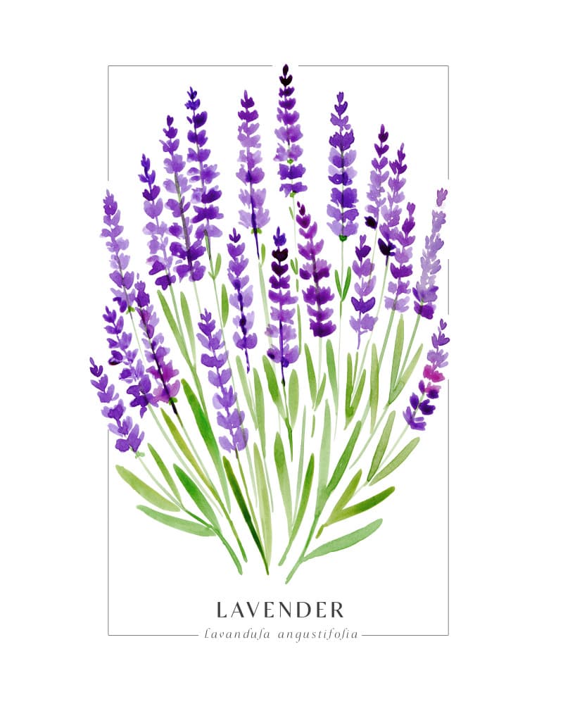 Watercolor Lavender Bloom by Rosana Laiz Blursbyai — canvas wall art