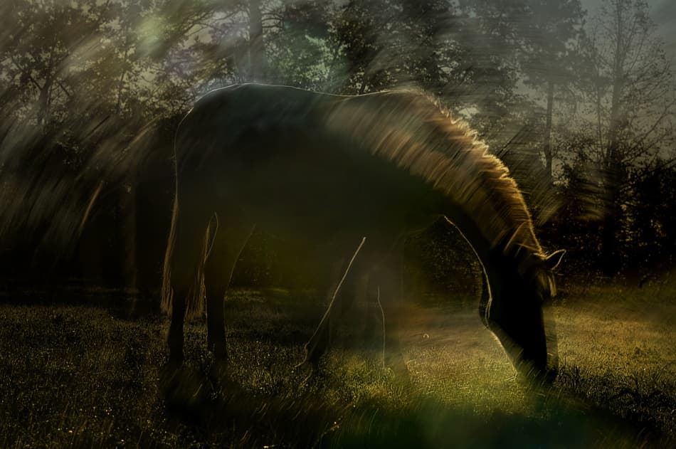 Golden Light Horse by Milan Malovrh — canvas wall art