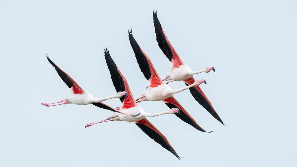 Flamingos In Flight by Joan Gil Raga — canvas wall art