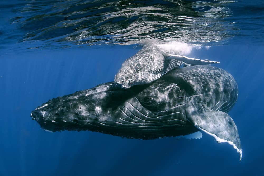Humpback whales by Cédric Péneau — canvas wall art