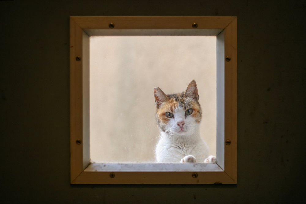 Curious Window Cat by Felix Tchvertkin — canvas wall art
