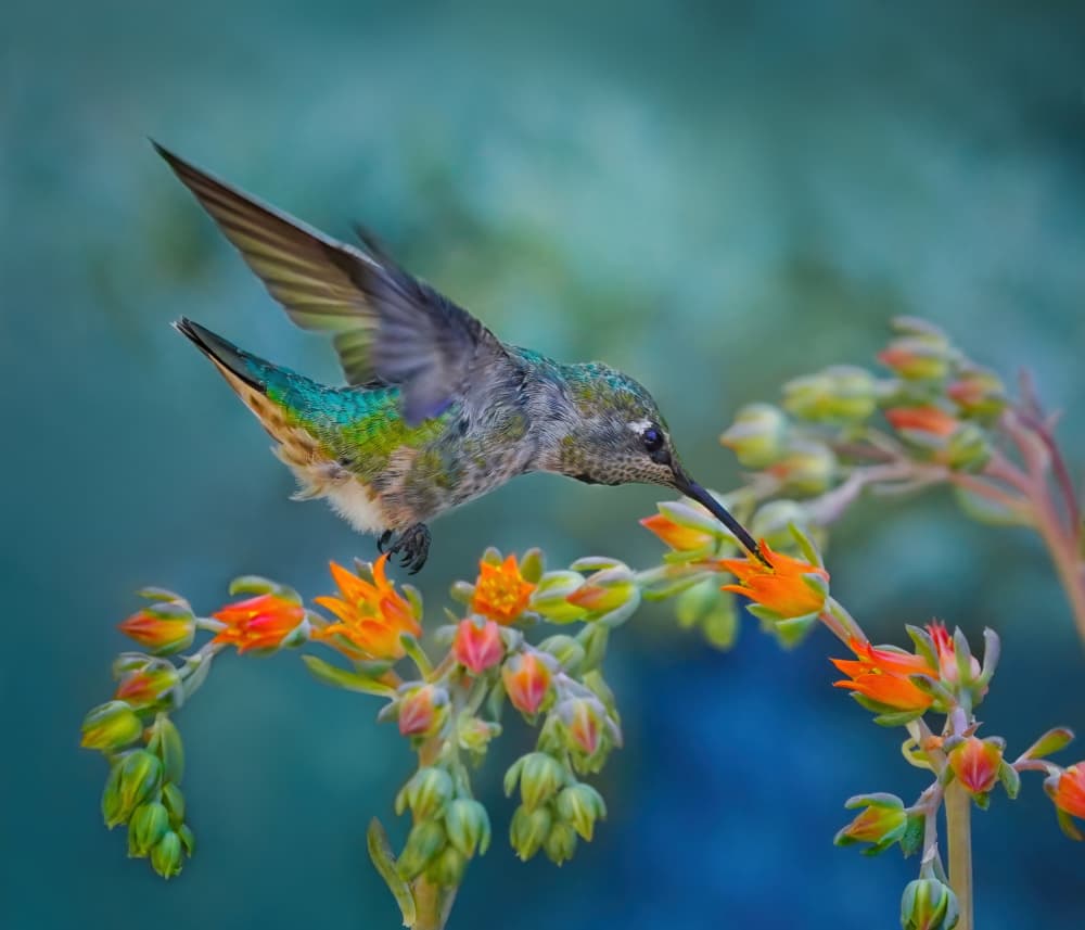 Hummingbird Nectar Sip by Xiaojian Huang — canvas wall art
