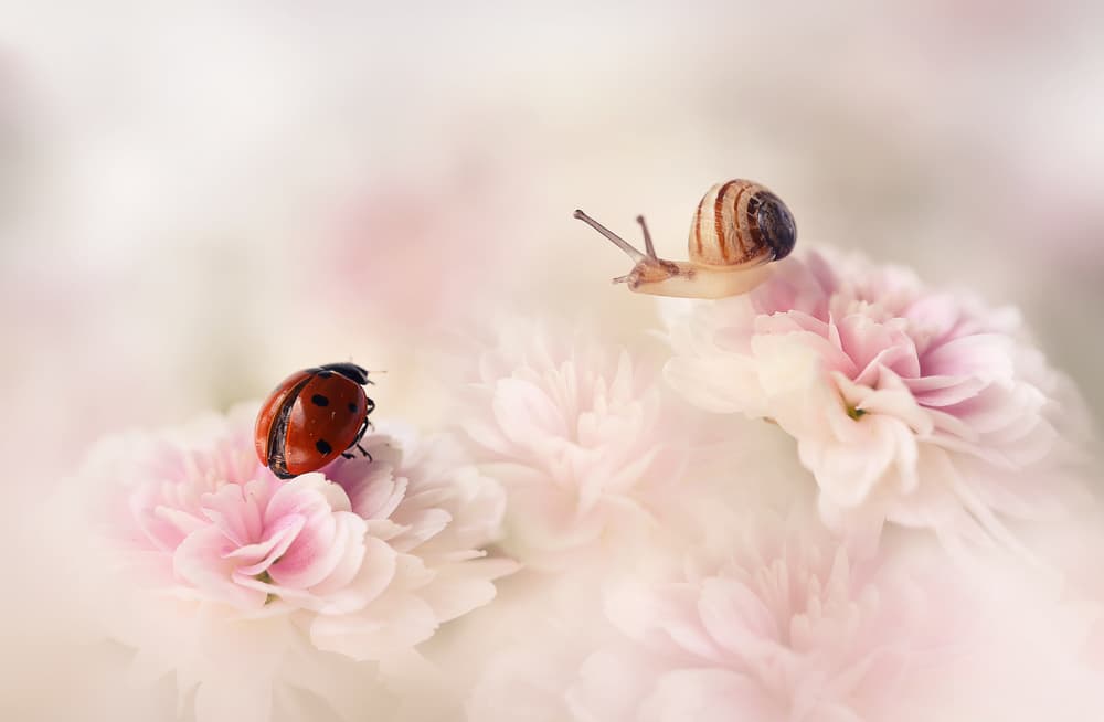 Delicate Flower Friends by Ellen van Deelen — canvas wall art