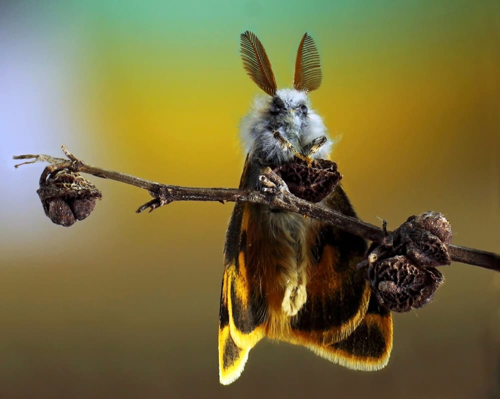 Fluffy Moth Perched by Eyal Bussiba — canvas wall art