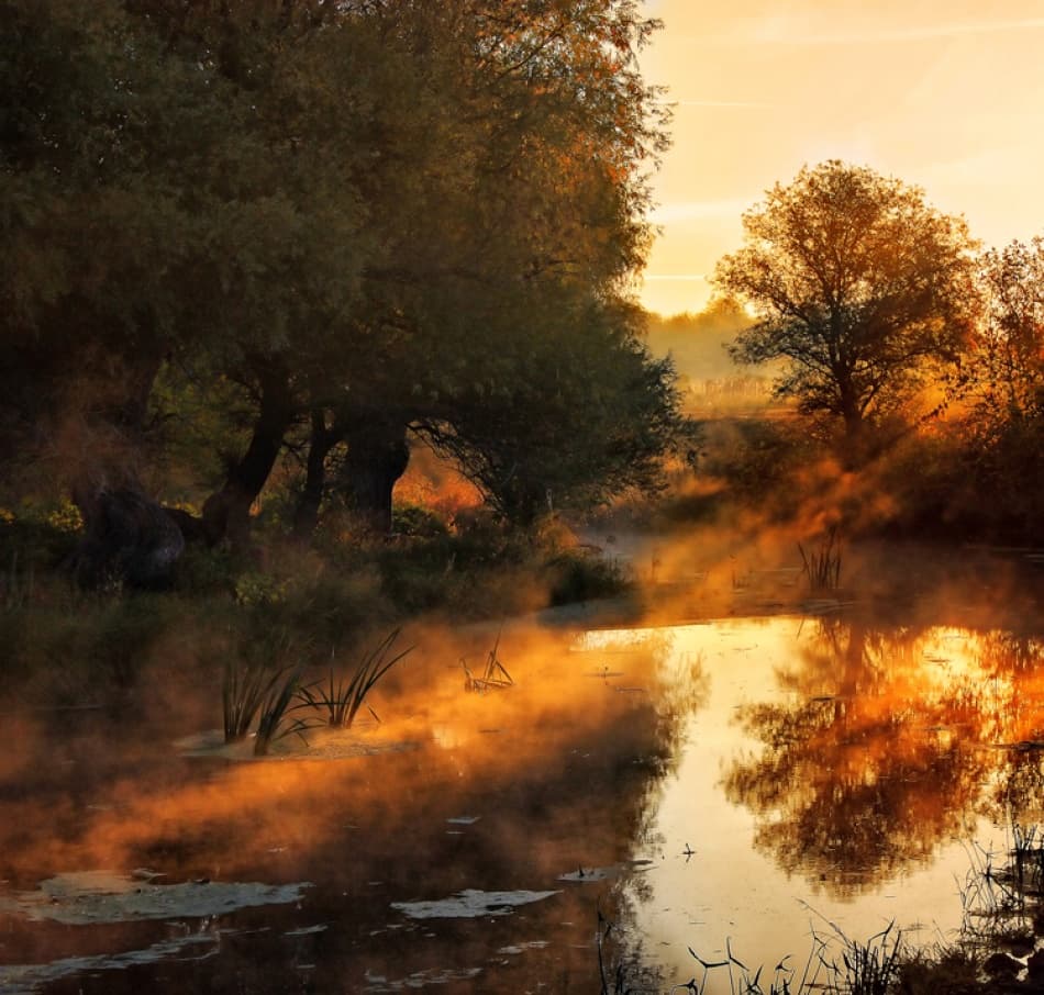 Golden Morning Mist by Leicher Oliver — canvas wall art