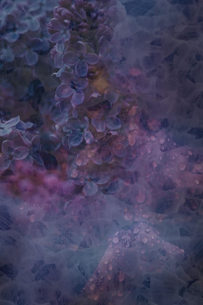 Dreamy Lilac Rain by Pelin Atilla — canvas wall art