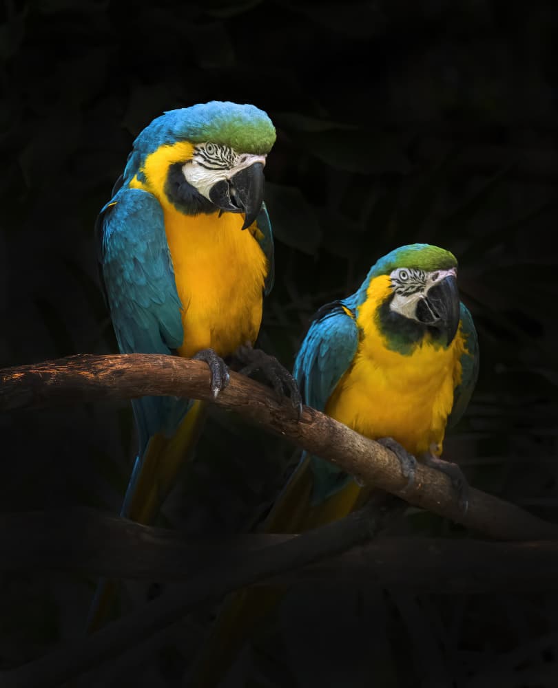 Two Serene Macaws by Antonyus Bunjamin (Abe) — canvas wall art