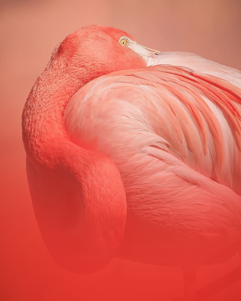 Serene Pink Flamingo by Noa Nick — canvas wall art