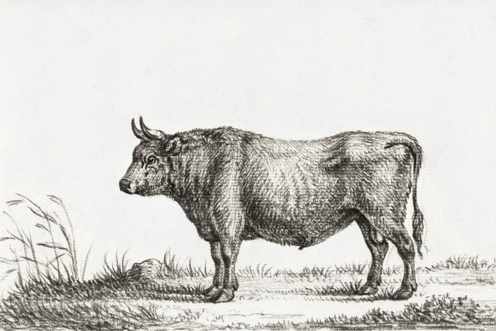 Standing Bull