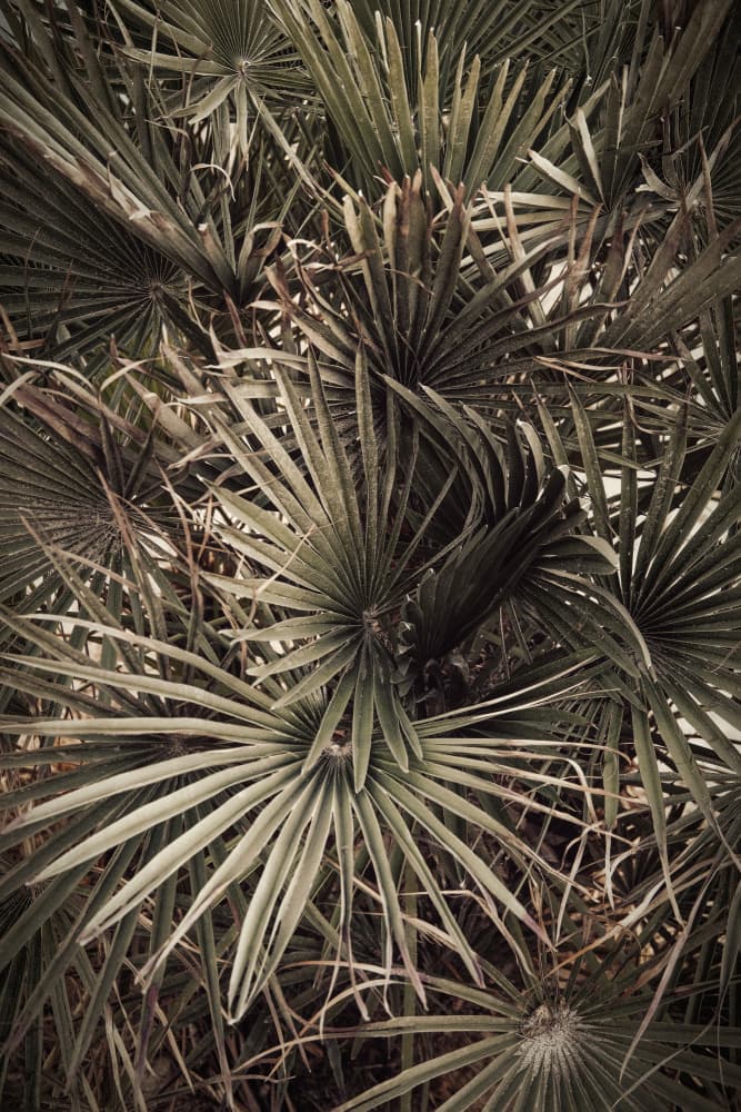 Muted Palm Foliage by Pictufy Studio III — canvas wall art