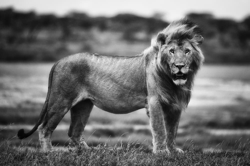 Majestic African Lion by Mohammed Alnaser — canvas wall art