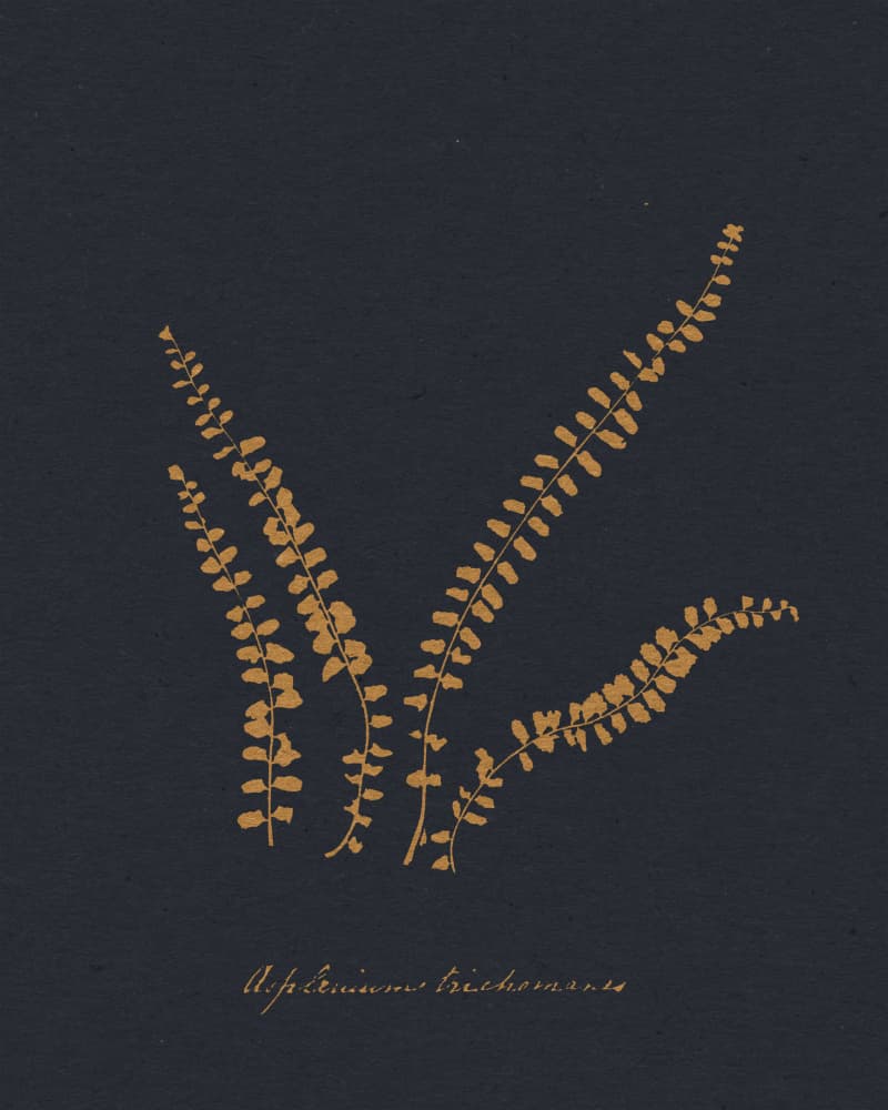 Golden Maidenhair Fern by Wild Violets — canvas wall art