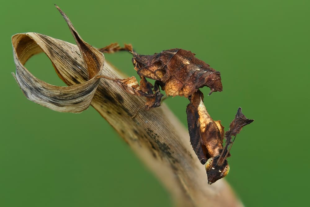 Dead Leaf Mantis by Phat Dao Tan — canvas wall art