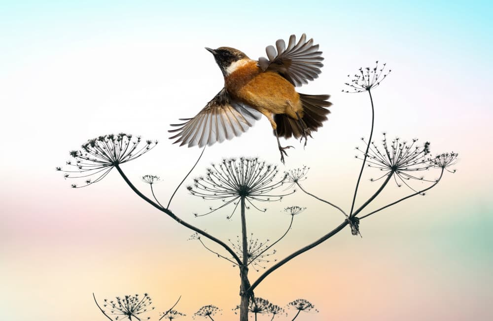Graceful Flight Serene Nature by אייל בר אור • Eyal Bar Or — canvas wall art