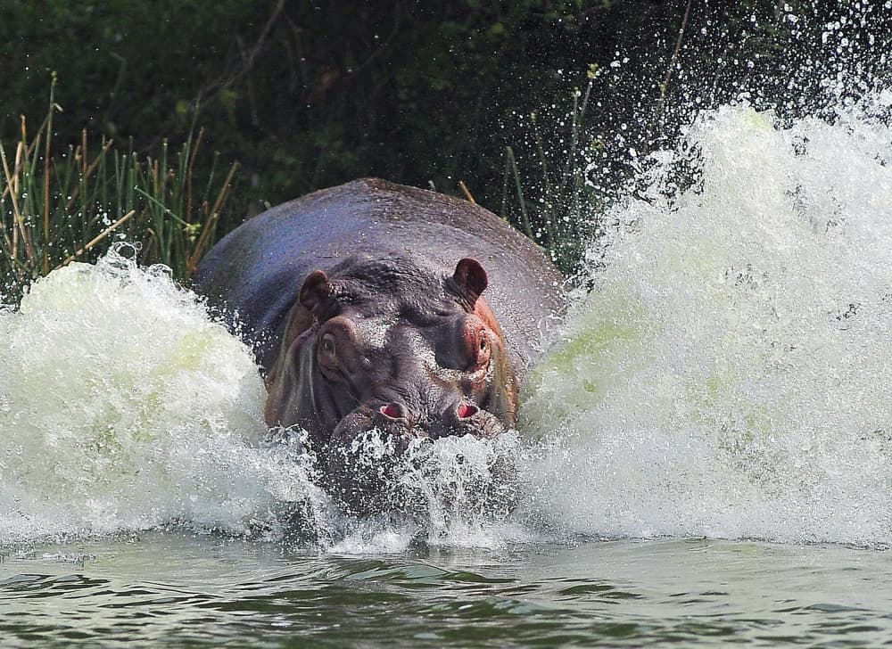 Powerful Hippo Splash by Wayne Pearson — canvas wall art