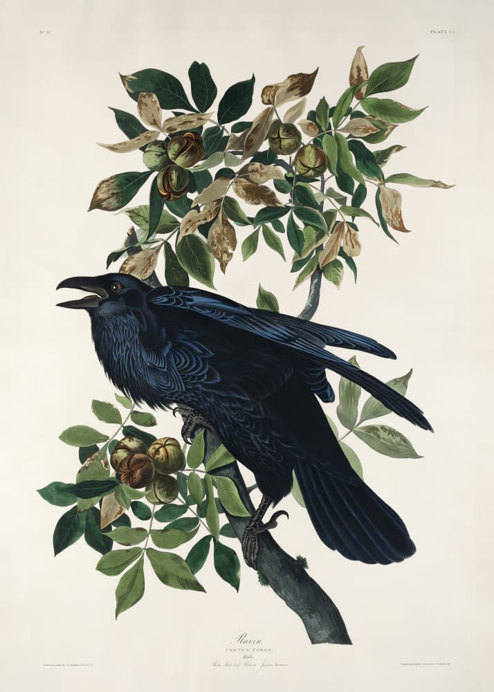 Raven From Birds of America (1827) by John James Audubon — canvas wall art