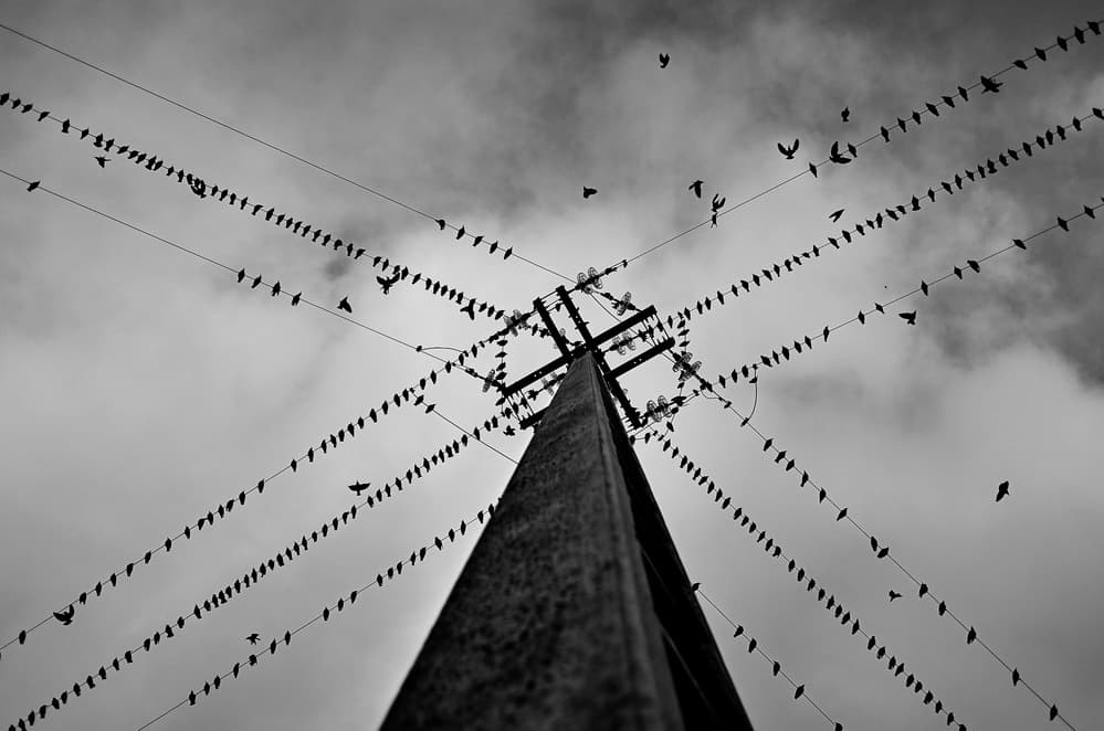 Flock on Power Lines by Rui Caria — canvas wall art