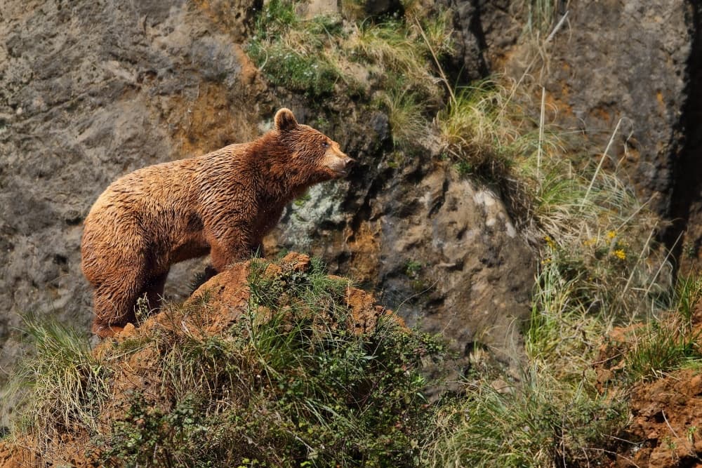Majestic Brown Bear by Nicolás Merino — canvas wall art