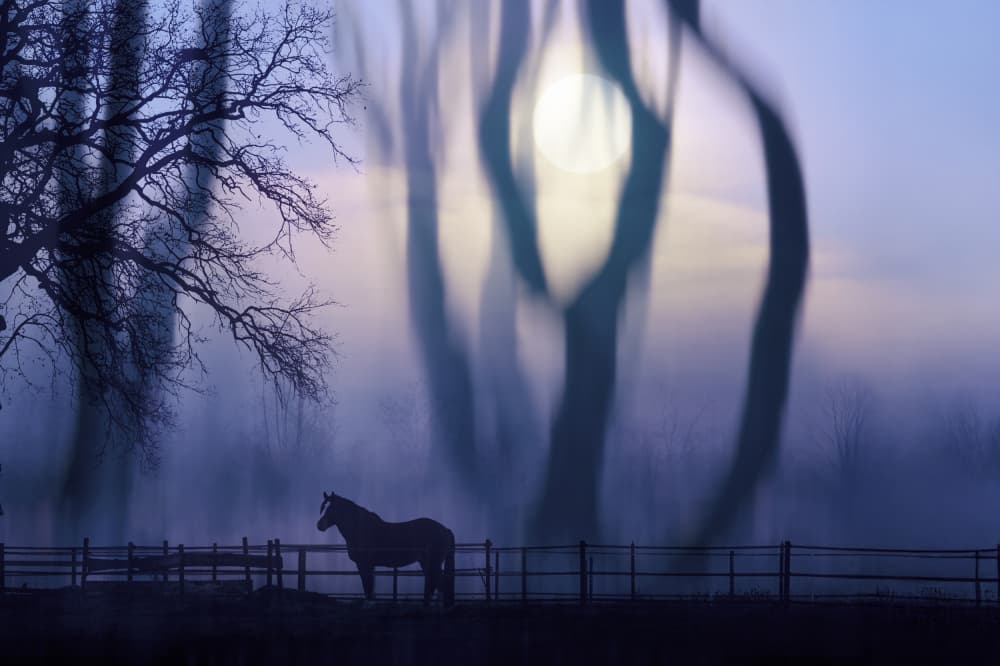 Misty Morning Horse by Marion Keijzer — canvas wall art