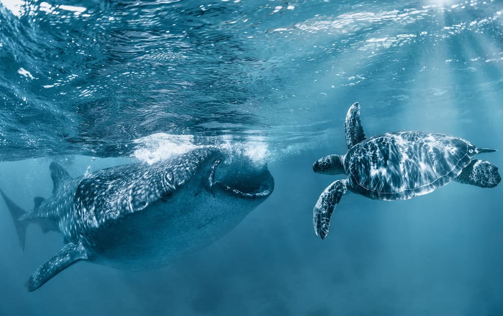 Whale Shark Turtle Swim