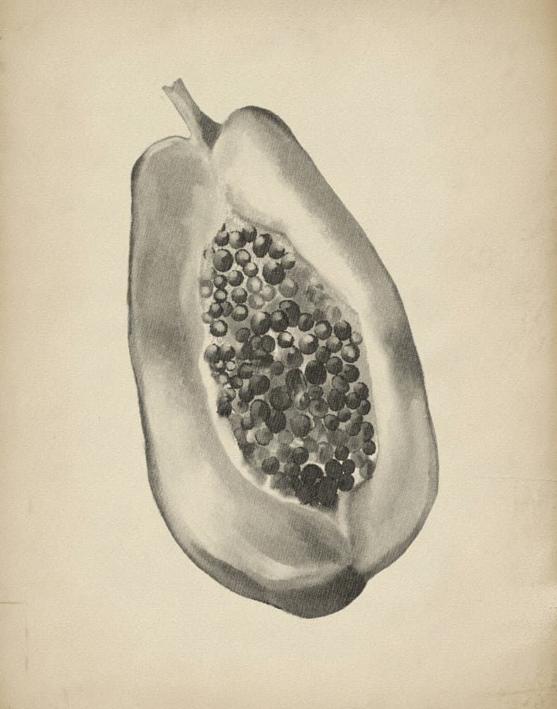Tropical Papaya Half by Josie George — canvas wall art