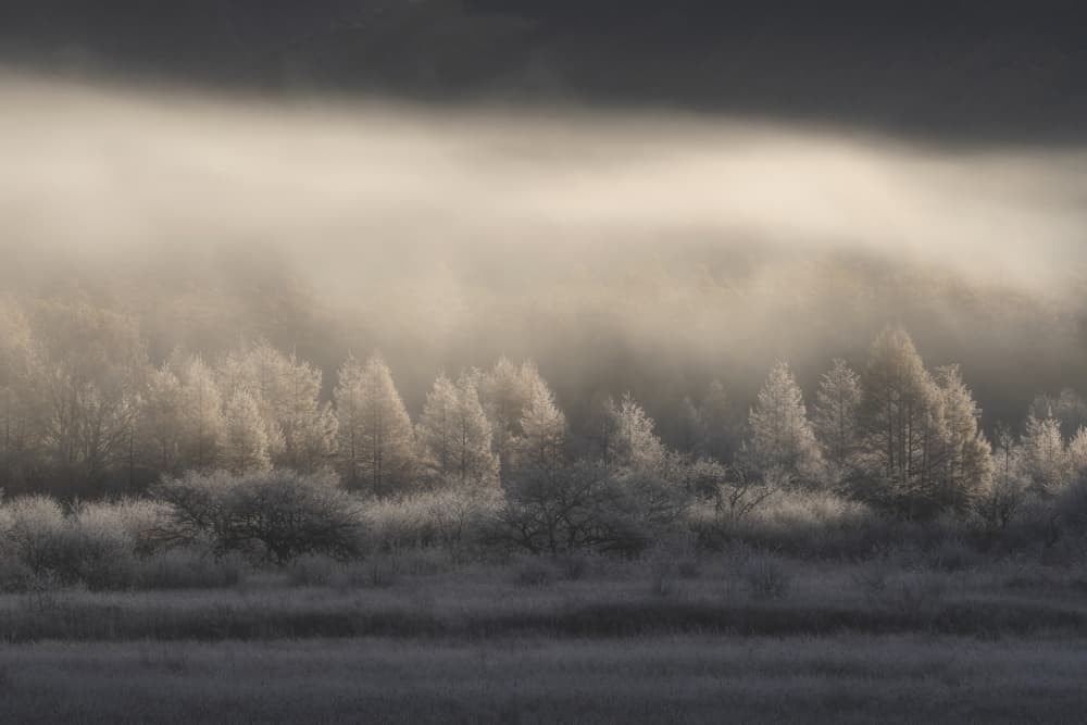 Frosted Forest Mist by Akira Nagase — canvas wall art