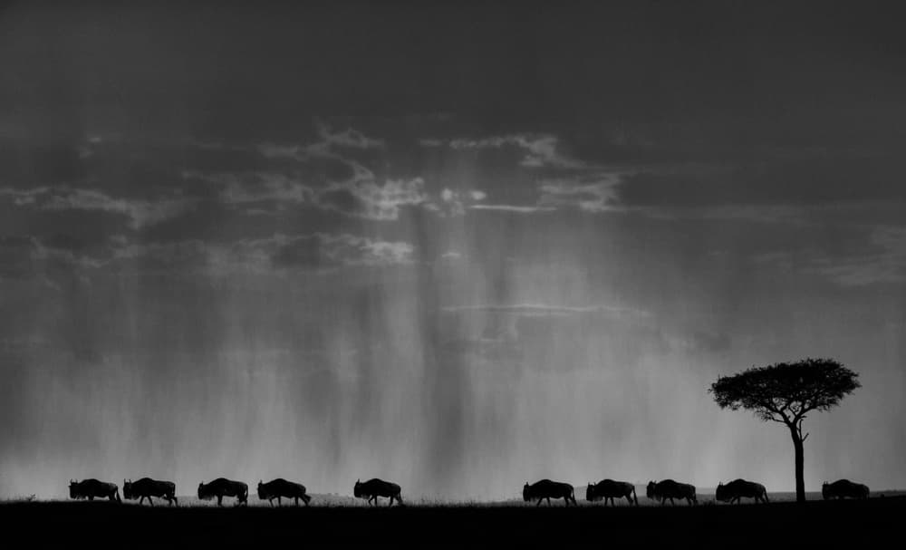 Wildebeest Rain Journey by Jassi Oberai — canvas wall art
