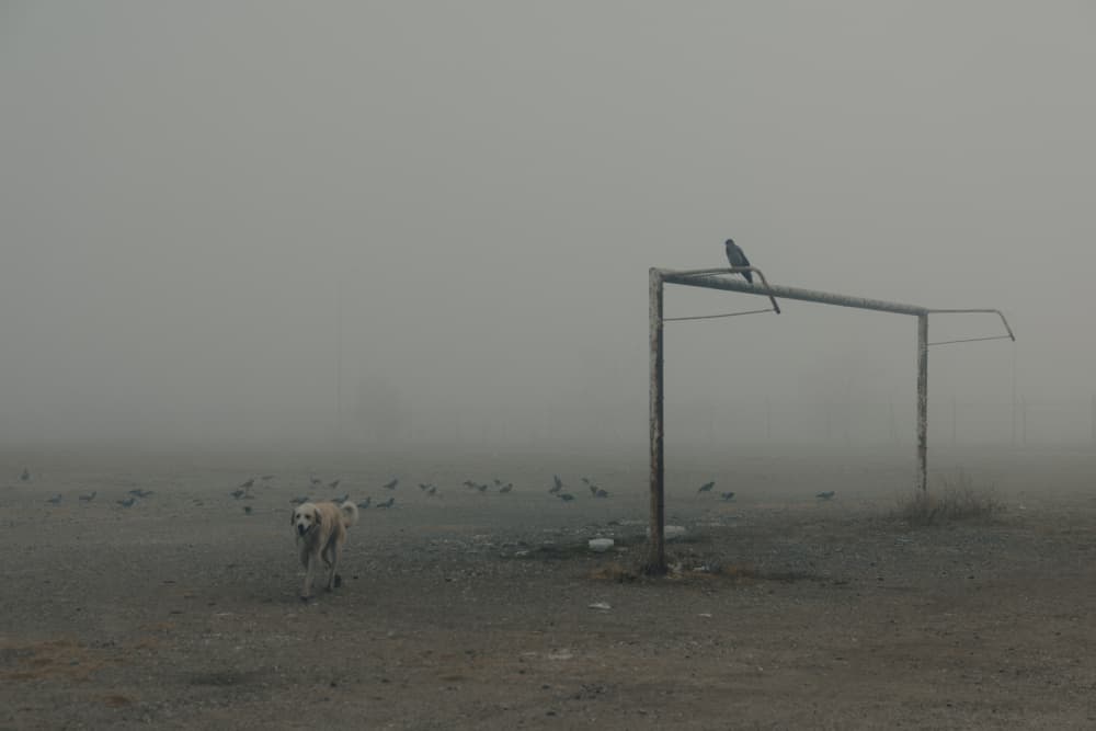 Misty Morning Dog and Goal by Cicek Kiral — canvas wall art