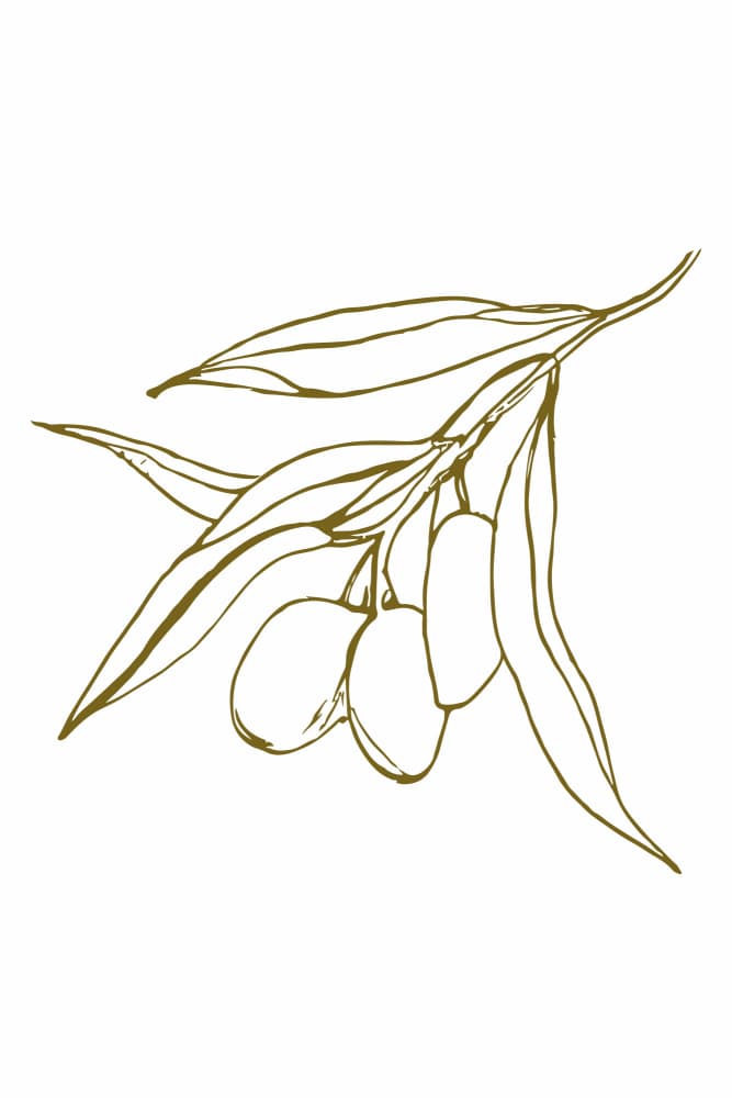 Olivebranchno02 by Treechild — canvas wall art