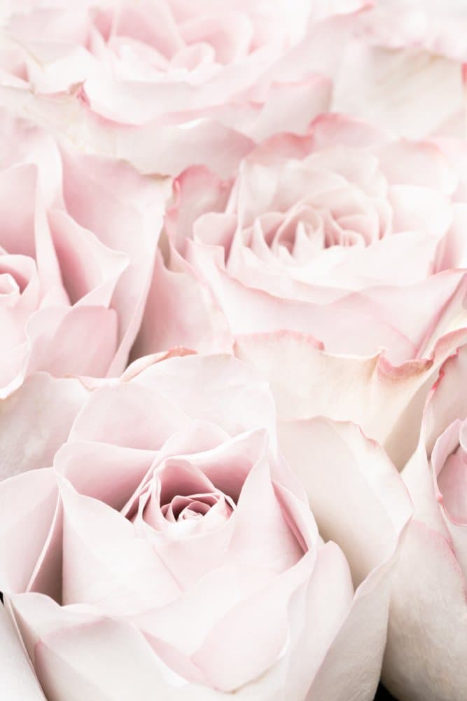 Soft Pink Roses by Pictufy Studio III — canvas wall art